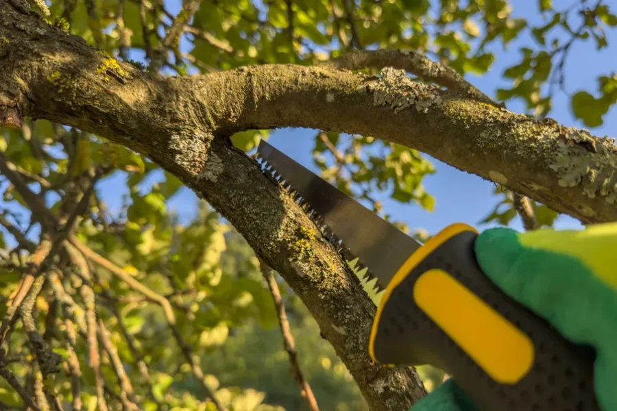 Affordable Tree Trimming Newport News, VA