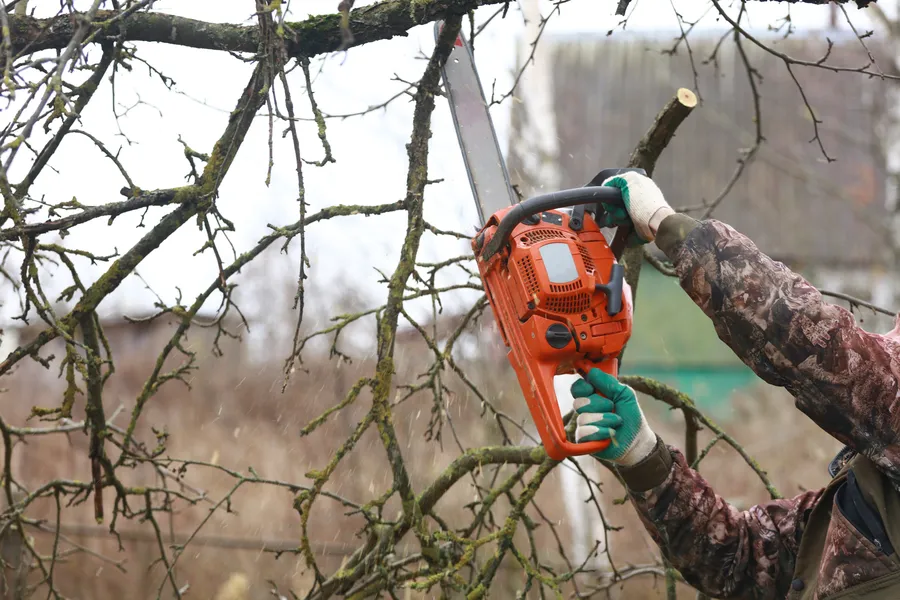 Expert Tree Trimming Newport News, VA