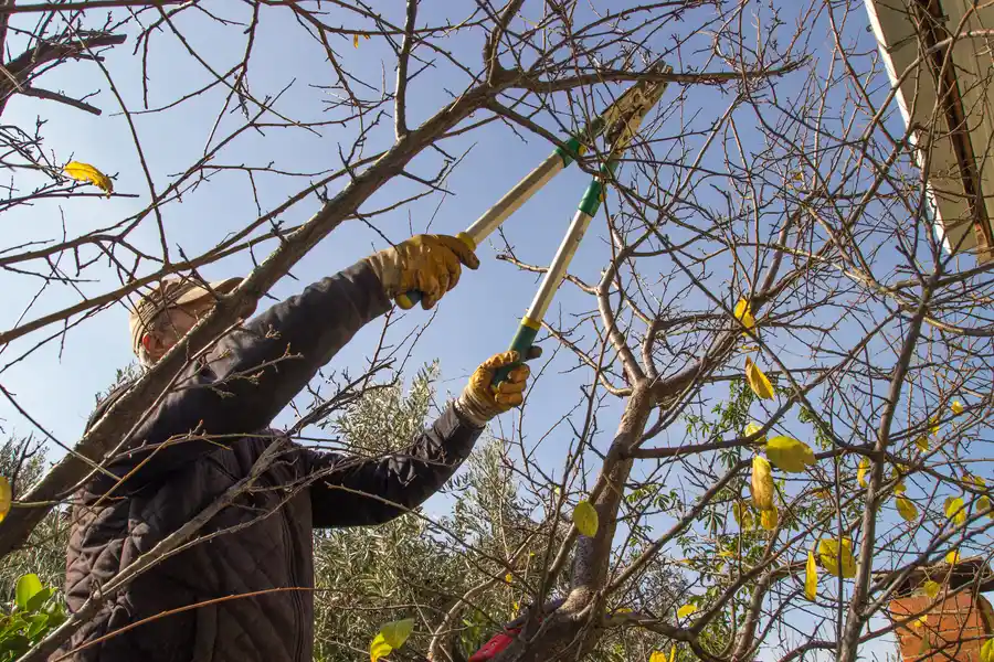 How Overgrown Branches Can Impact Property Safety Newport News, VA