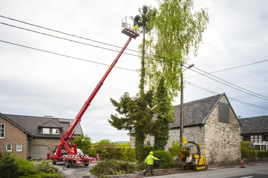 How Overgrown Branches Can Impact Property Safety in Newport News, VA