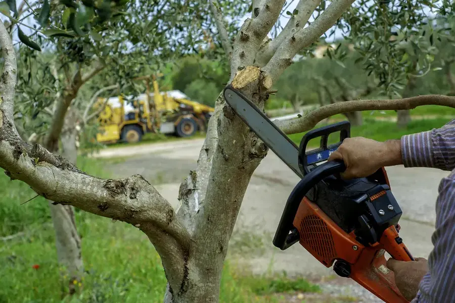 How Tree Trimming Promotes Healthy Growth And Strength Newport News, VA