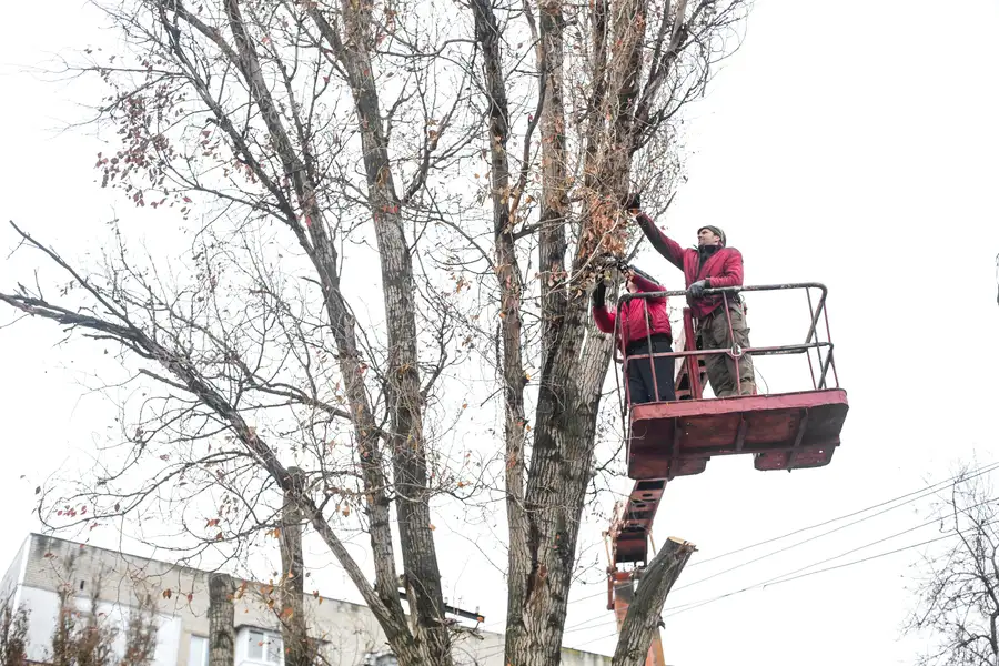 How Tree Trimming Promotes Healthy Growth And Strength in Newport News, VA