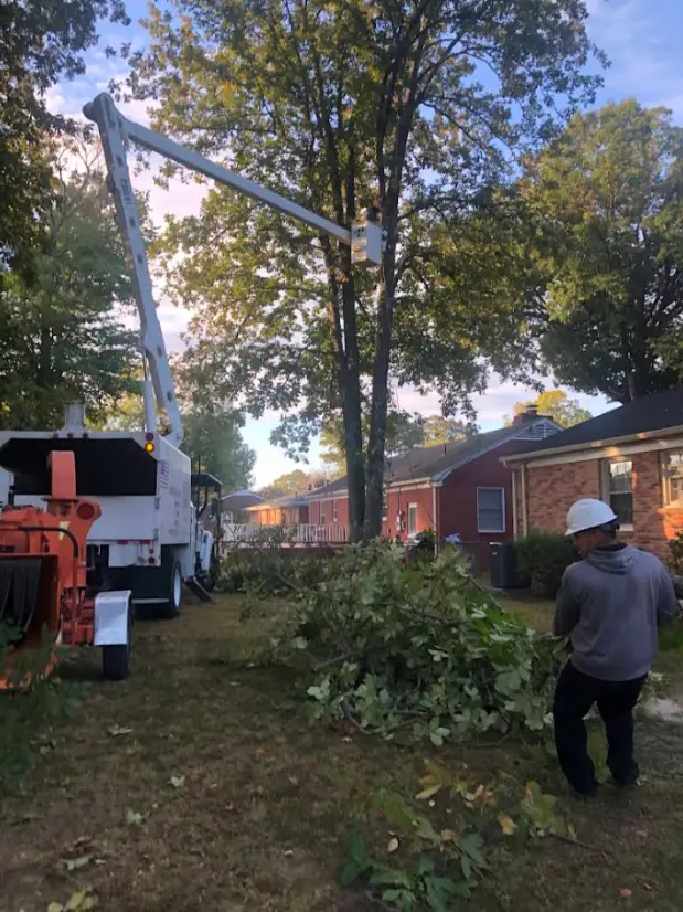 Local Tree Service Company Local Tree Service Company