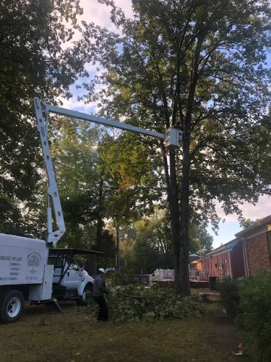 Local Tree Service Company Local Tree Service Company