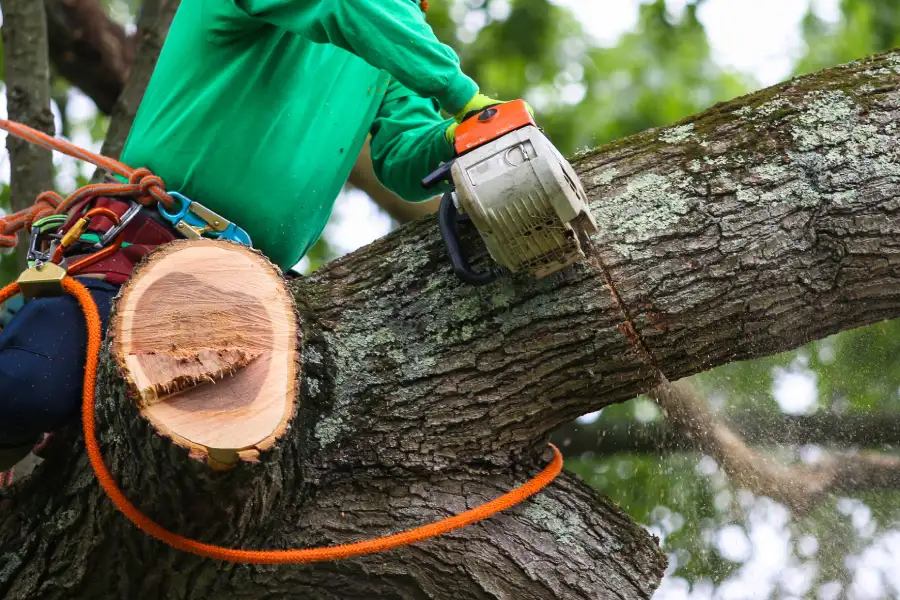Reliable Tree Trimming Newport News, VA