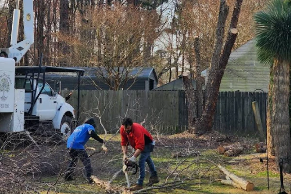 Tree Removal Tree Removal