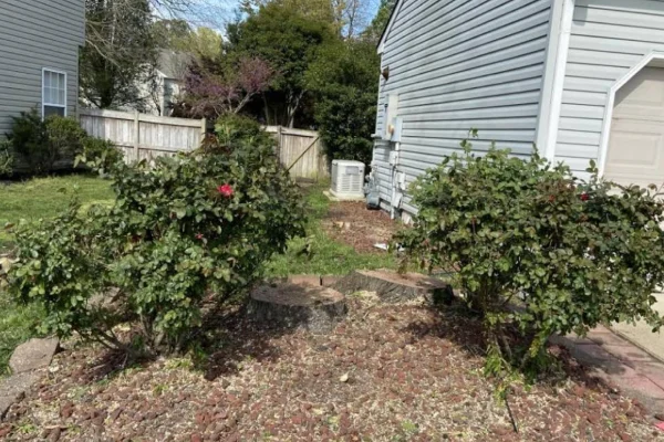 Tree Stump Removal Tree Stump Removal