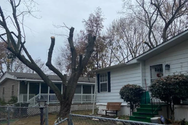 Tree Trimming Tree Trimming