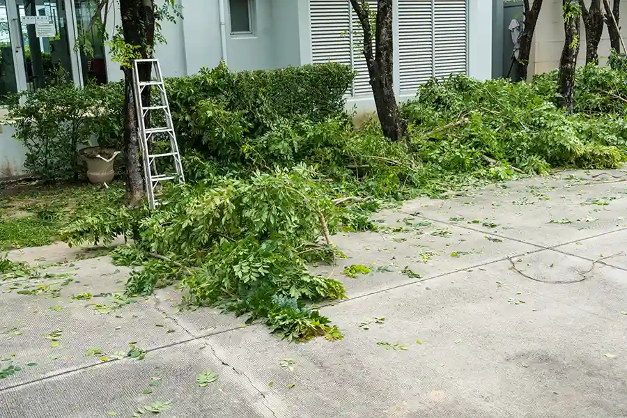 Local Tree Service Company