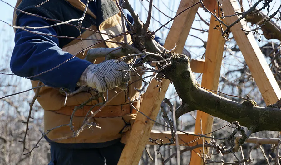 Tree Expert in Newport News, VA 