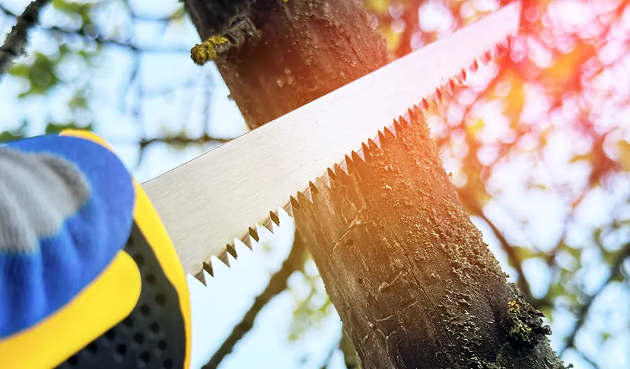 Tree Services in Newport News Other Services